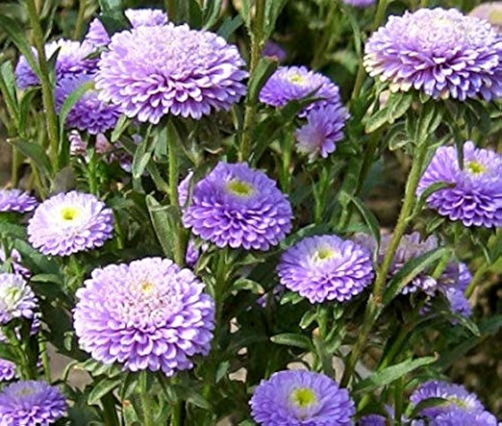 Aster Callistephus Pompon Light Blue seeds creating compact flowers with soft pom-pom shaped light blue blossoms